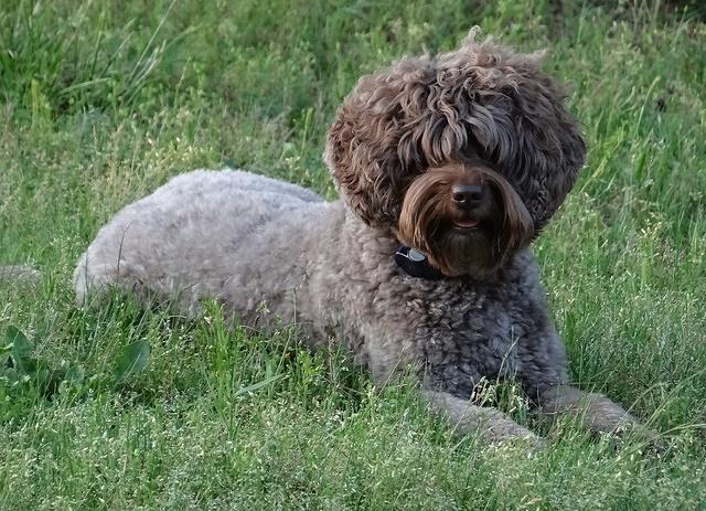 Xana 4 years old down pasture