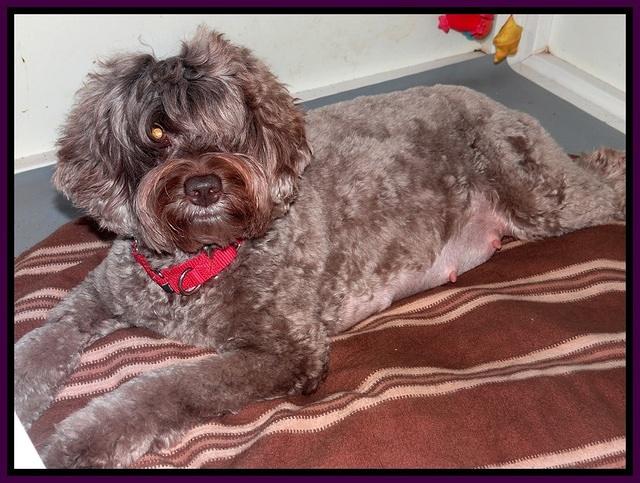 Xana Pilot preg day 55 003