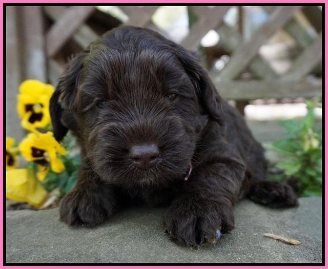 Xana Pilot pups 4 wks old 31