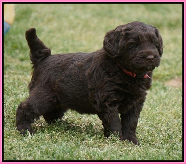 Xana Pilot pups 5 wks old 31