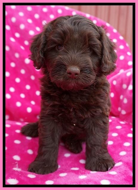 Xana Pilot pups 6 wks old 11
