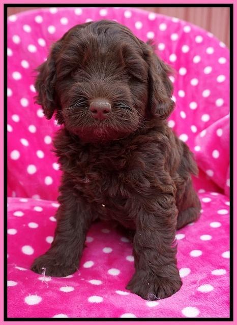 Xana Pilot pups 6 wks old 21