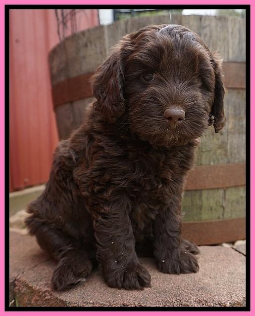 Xana Pilot pups 6 wks old 31