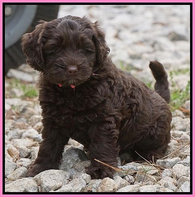 Xana Pilot pups 7 wks old 21