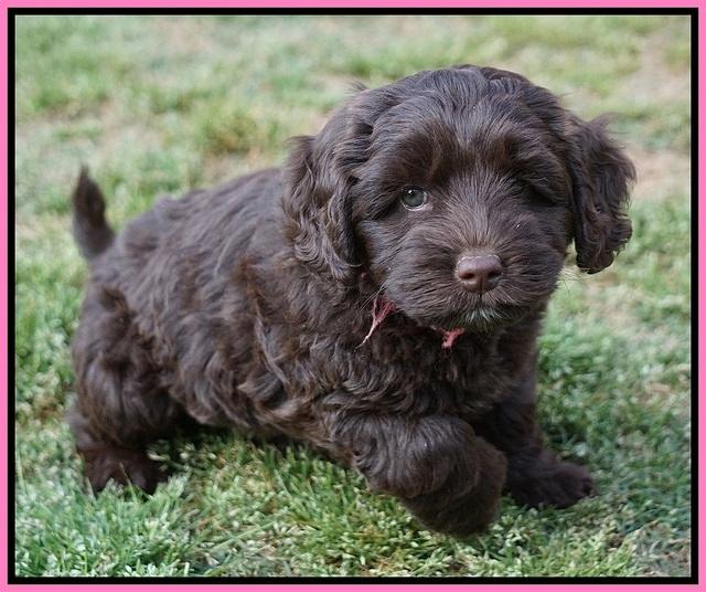 Xana Pilot pups 7 wks old 41