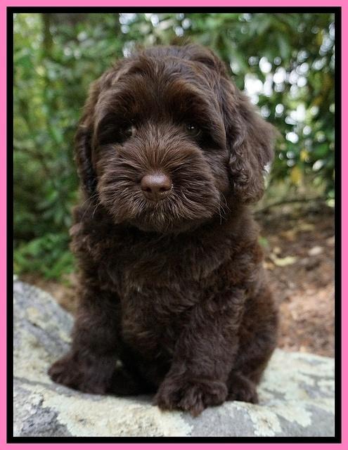 Xana Pilot pups 8 weeks old 3100