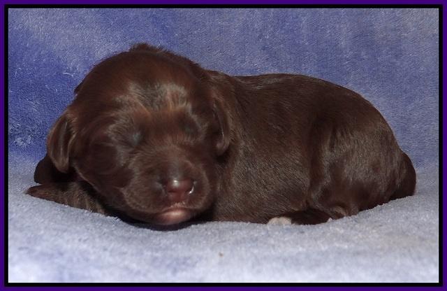 Xana Pilot pups 1 wk old 024