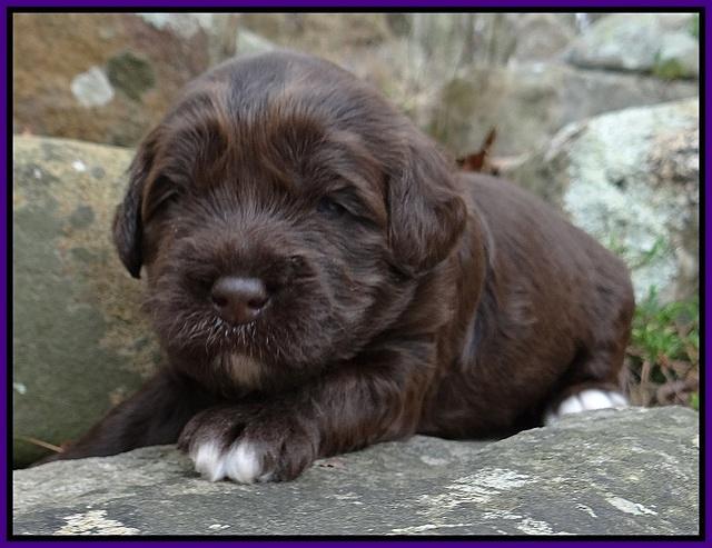 Xana Pilot pups 2 wks old 61