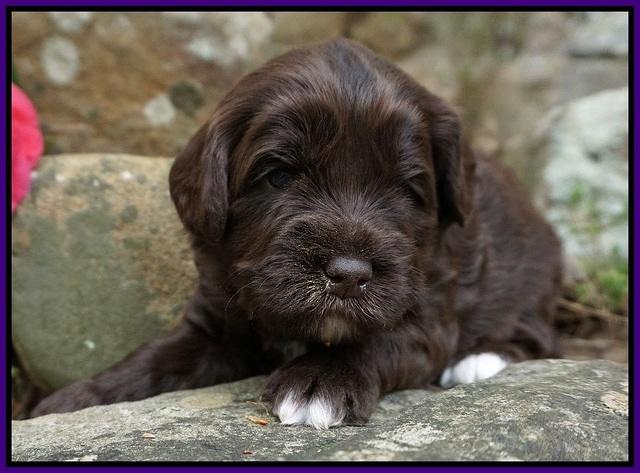 Xana Pilot pups 3 wks old 31