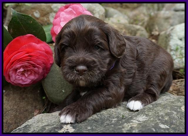 Xana Pilot pups 3 wks old 41