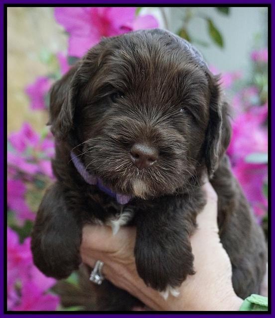 Xana Pilot pups 4 wks old 41
