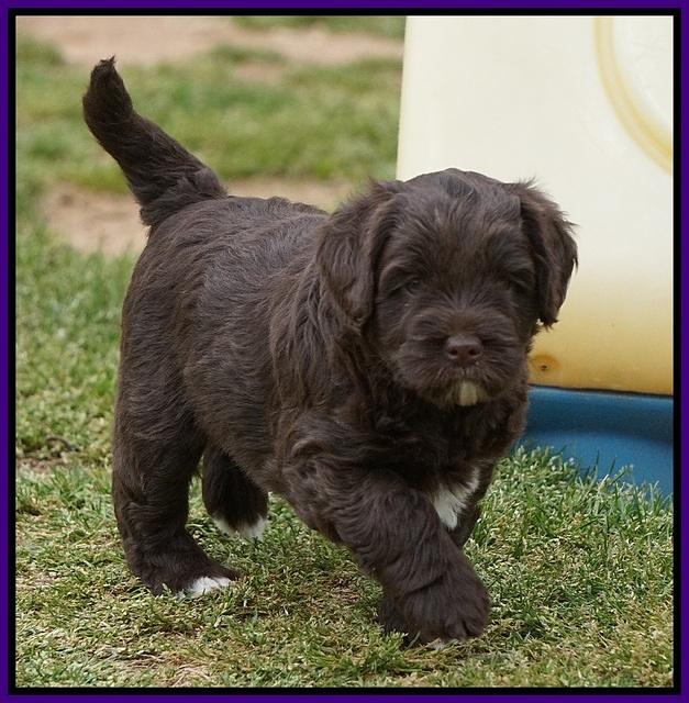 Xana Pilot pups 5 wks old 81