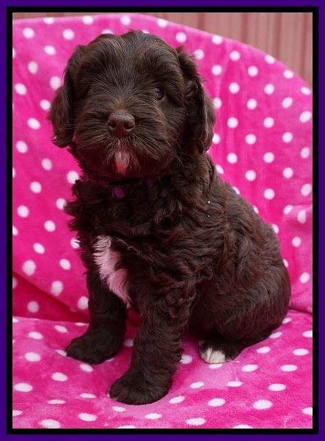 Xana Pilot pups 6 wks old 51