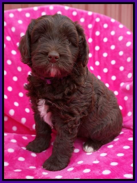 Xana Pilot pups 6 wks old 61