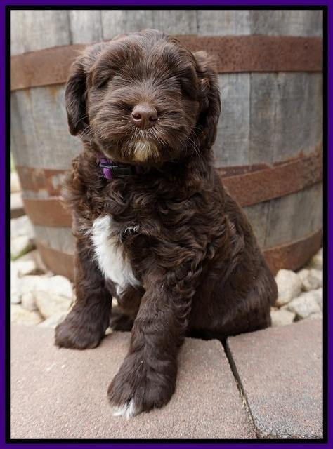 Xana Pilot pups 6 wks old 71