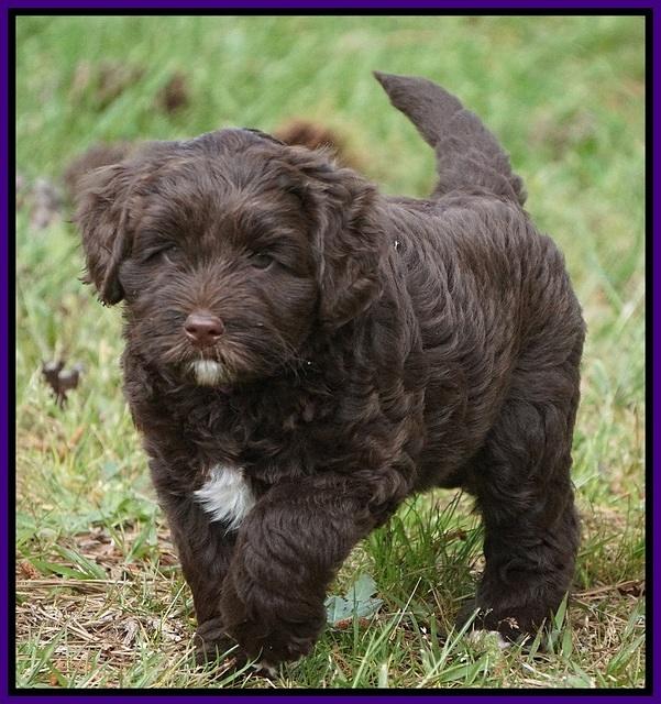 Xana Pilot pups 7 wks old 51