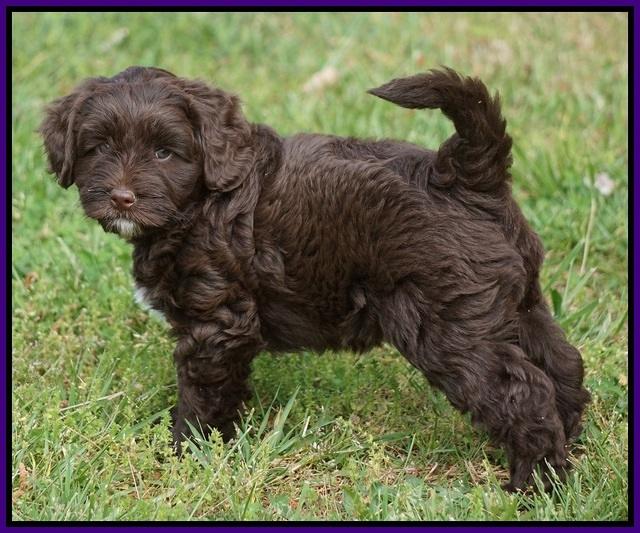 Xana Pilot pups 7 wks old 61