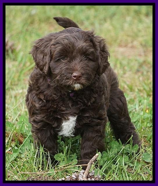 Xana Pilot pups 7 wks old 71