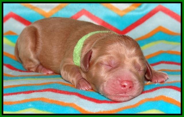 Pilot Xana pups newborn101