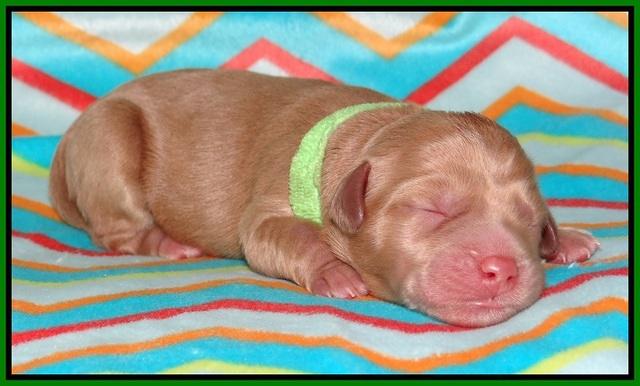 Pilot Xana pups newborn91