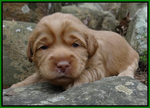 Xana Pilot pups 2 wks old 71