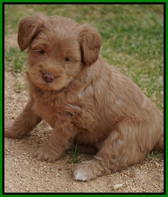 Xana Pilot pups 5 wks old 121