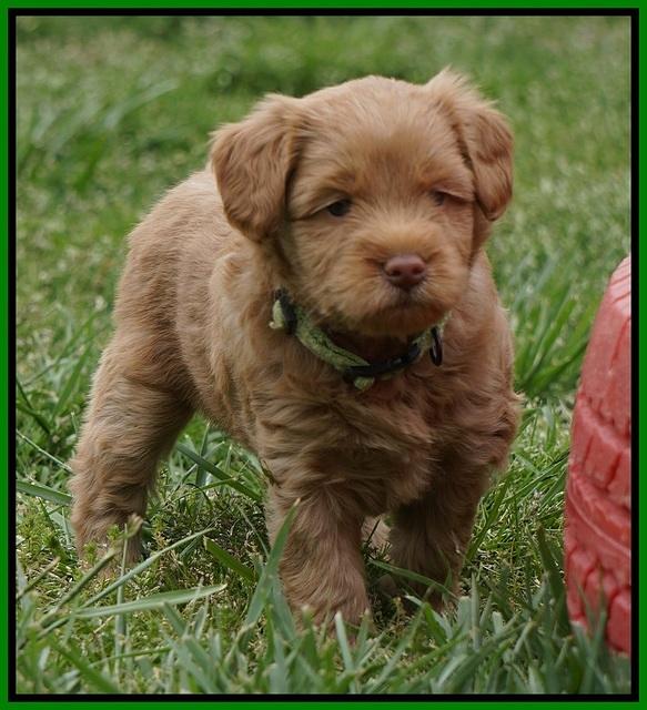 Xana Pilot pups 5 wks old 131