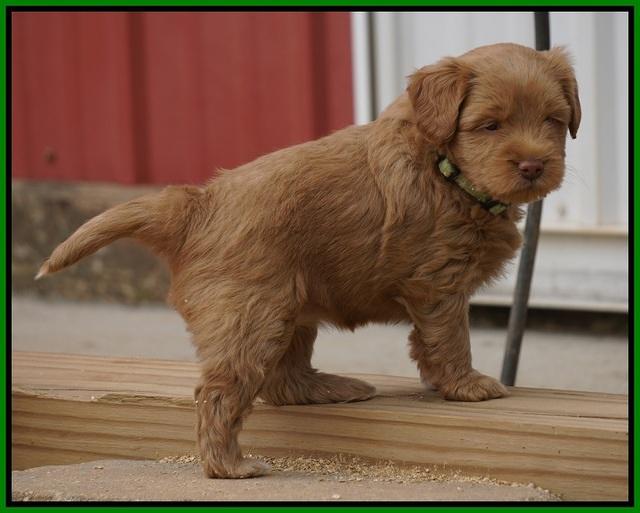 Xana Pilot pups 5 wks old 151