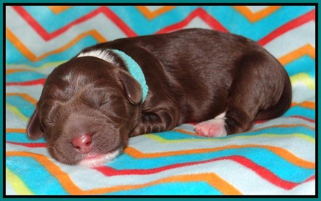 Pilot Xana pups newborn111