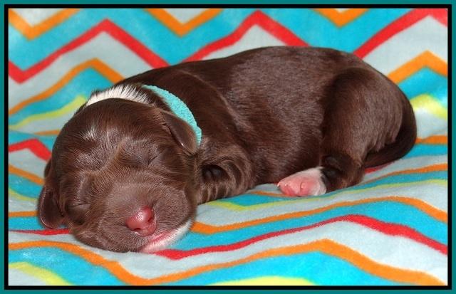 Pilot Xana pups newborn121