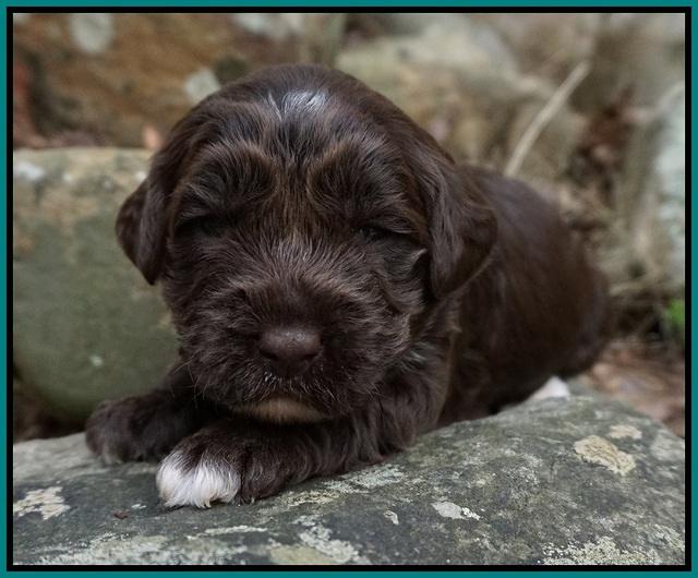 Xana Pilot pups 2 wks old 111