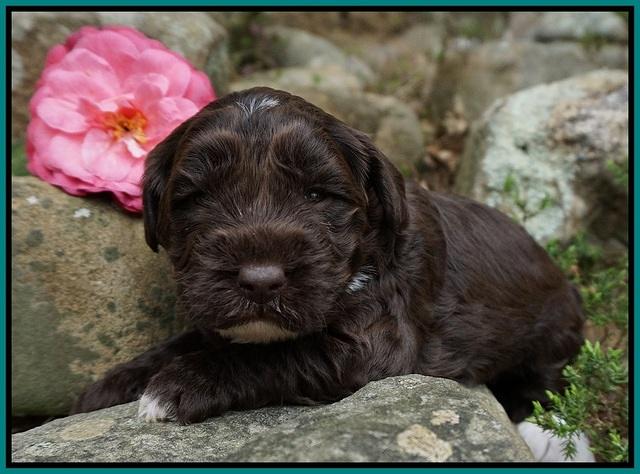 Xana Pilot pups 3 wks old 91