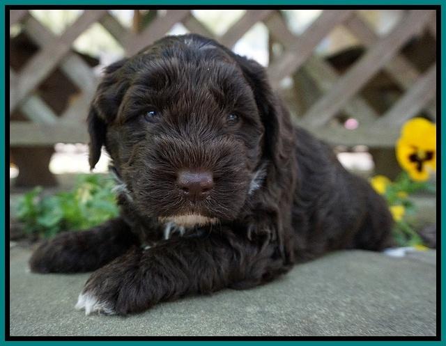 Xana Pilot pups 4 wks old 111