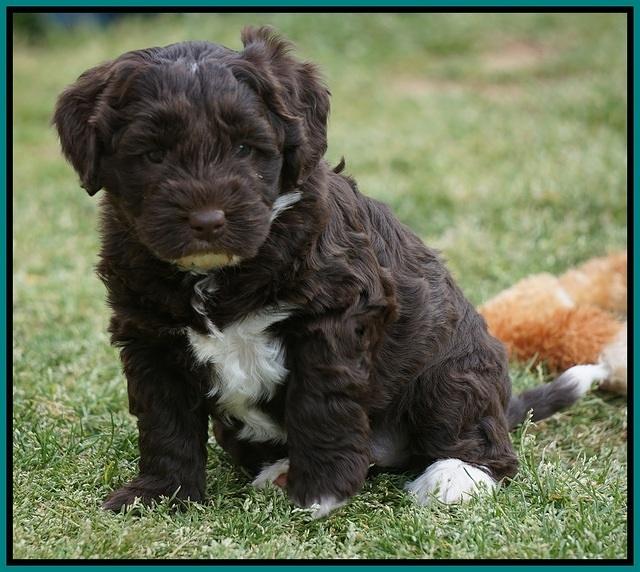 Xana Pilot pups 5 wks old 171