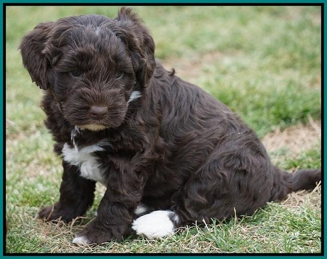 Xana Pilot pups 5 wks old 181