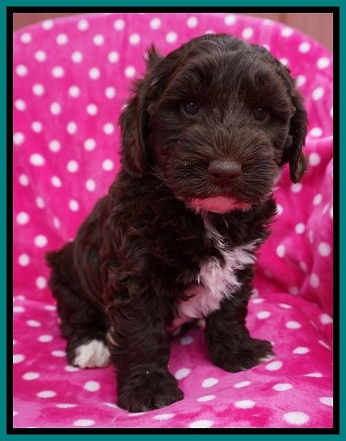 Xana Pilot pups 6 wks old 131