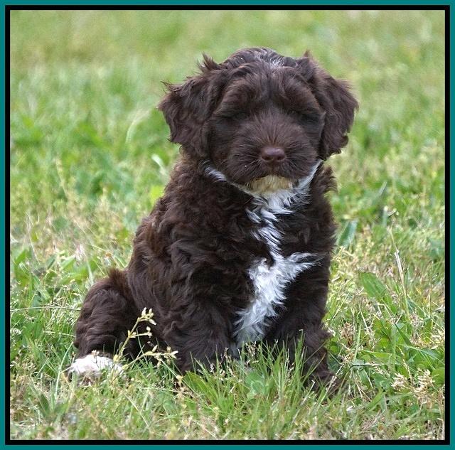 Xana Pilot pups 7 wks old 121