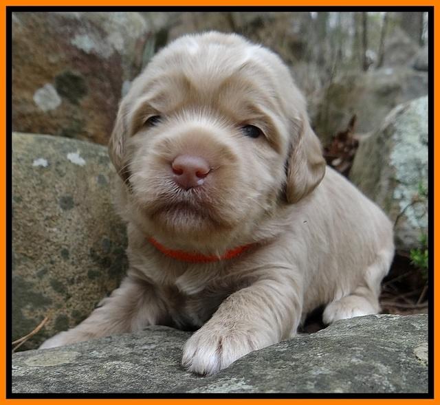 Xana Pilot pups 2 wks old 161