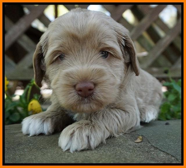 Xana Pilot pups 4 wks old 141