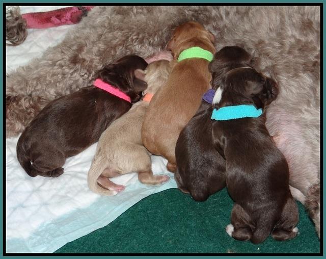 Pilot Xana pups newborn11