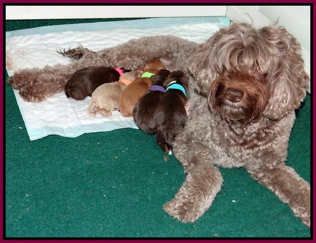 Pilot Xana pups newborn21