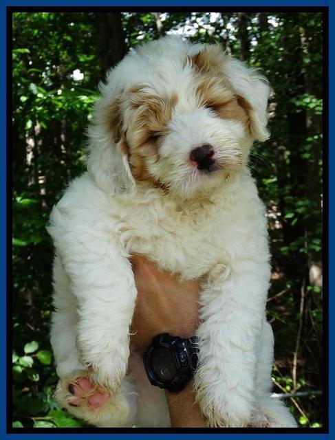 JUlip Talon pups 7 wks old 11