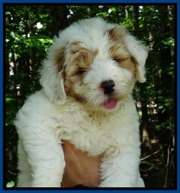 JUlip Talon pups 7 wks old 21