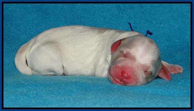 Julip Talon newborn pics 11