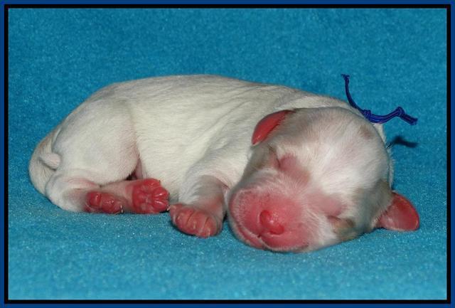 Julip Talon newborn pics 21