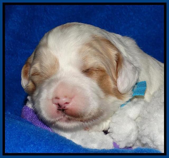 Julip Talon pups 2 wks old 21