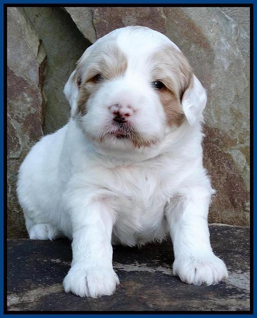 Julip Talon pups 3 wks old 11