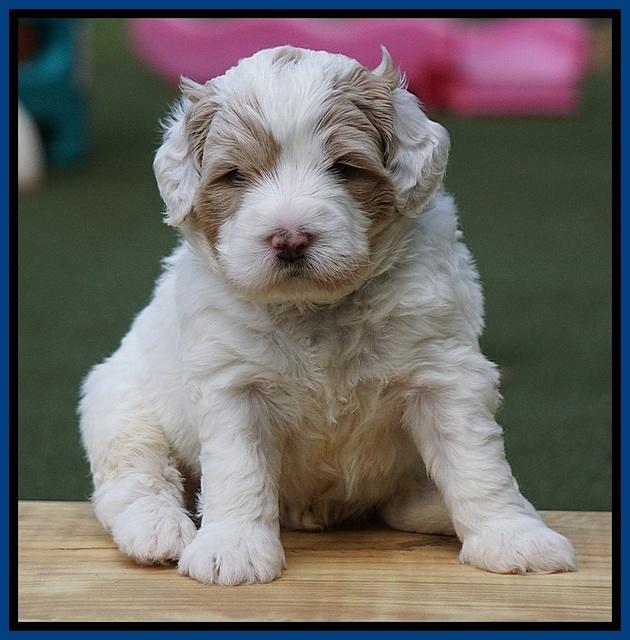 Julip Talon pups 4 wks old 51