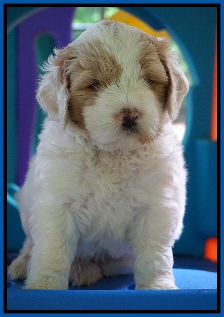 Julip Talon pups 5 wks old 21