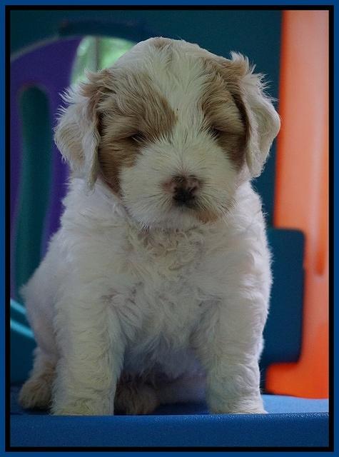 Julip Talon pups 5 wks old 41